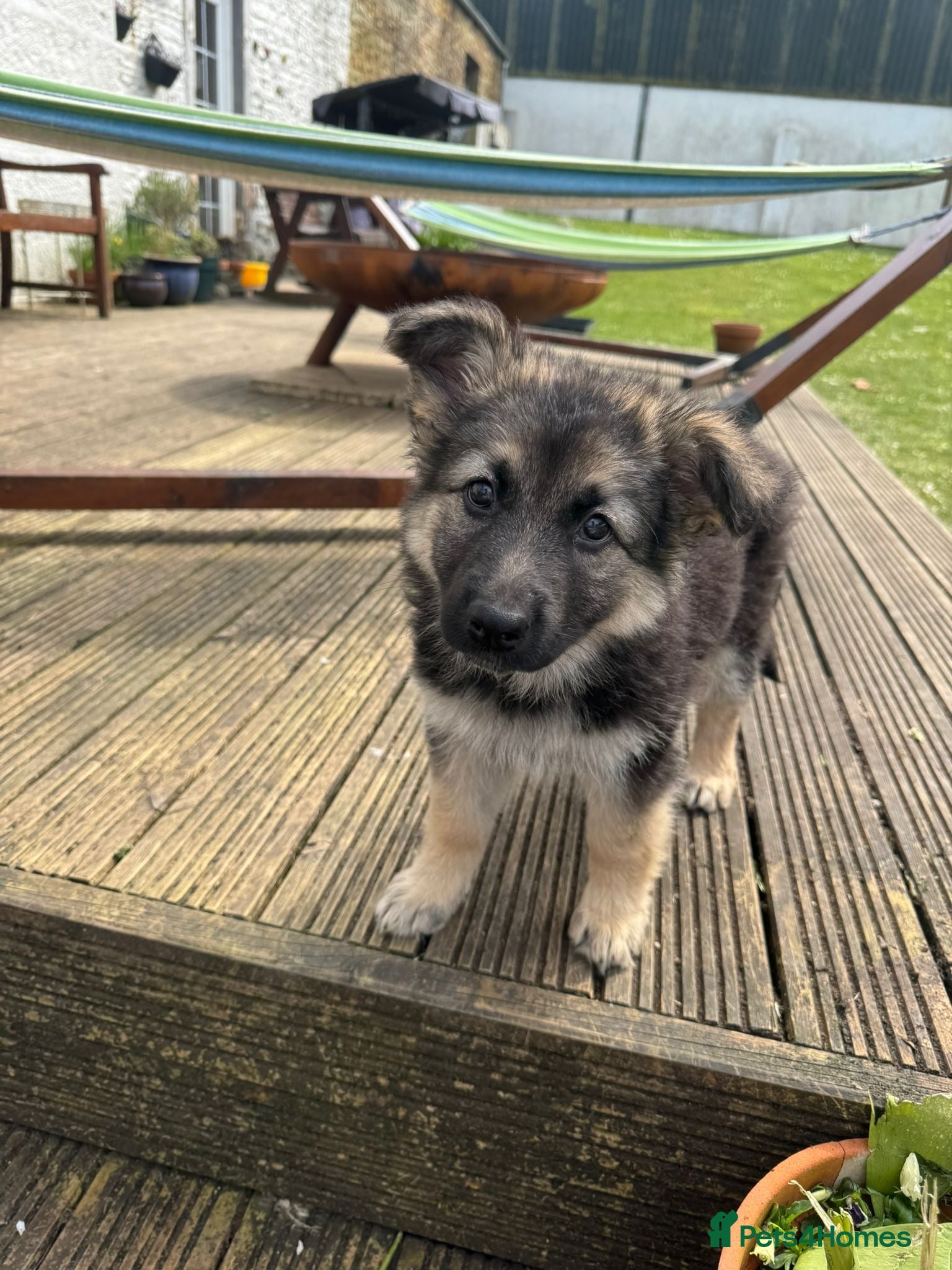 German Shepherd dogs German shepherd puppies - Advert 2