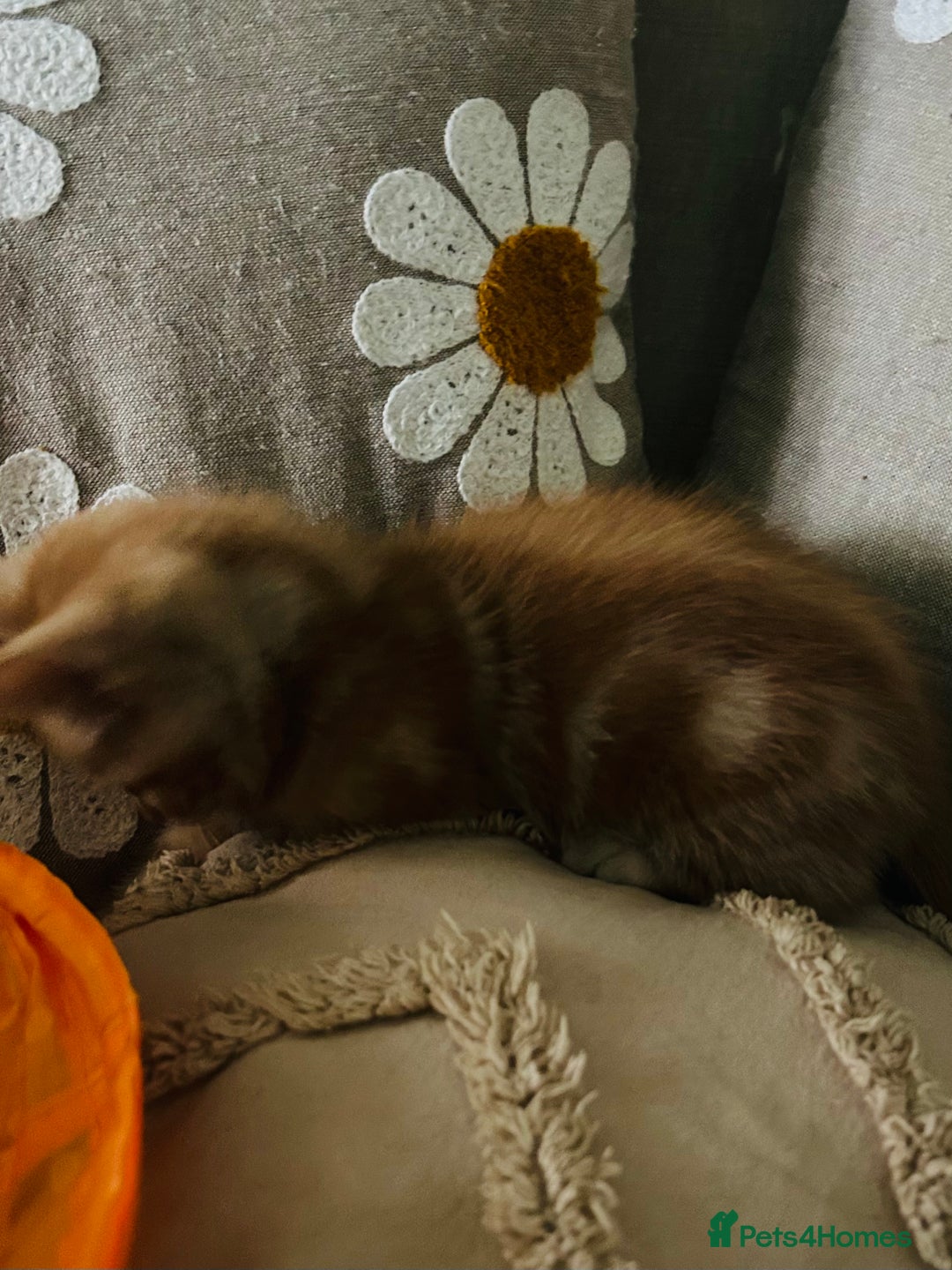 Mixed Breed cats for sale: Fluffy kittens ready on 14th Oct ❤️🧡💛💚💜 - Image 14