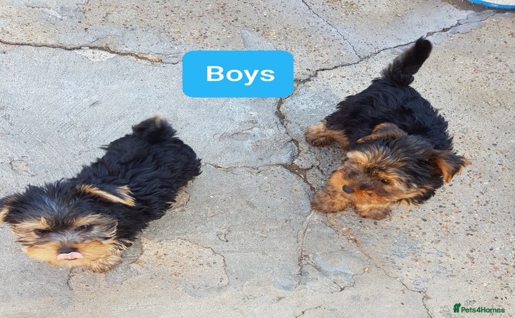 Yorkshire Terrier dogs - Advert 7