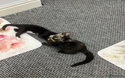 LaPerm cats for sale: Free Black Ginger kitten - Image 4