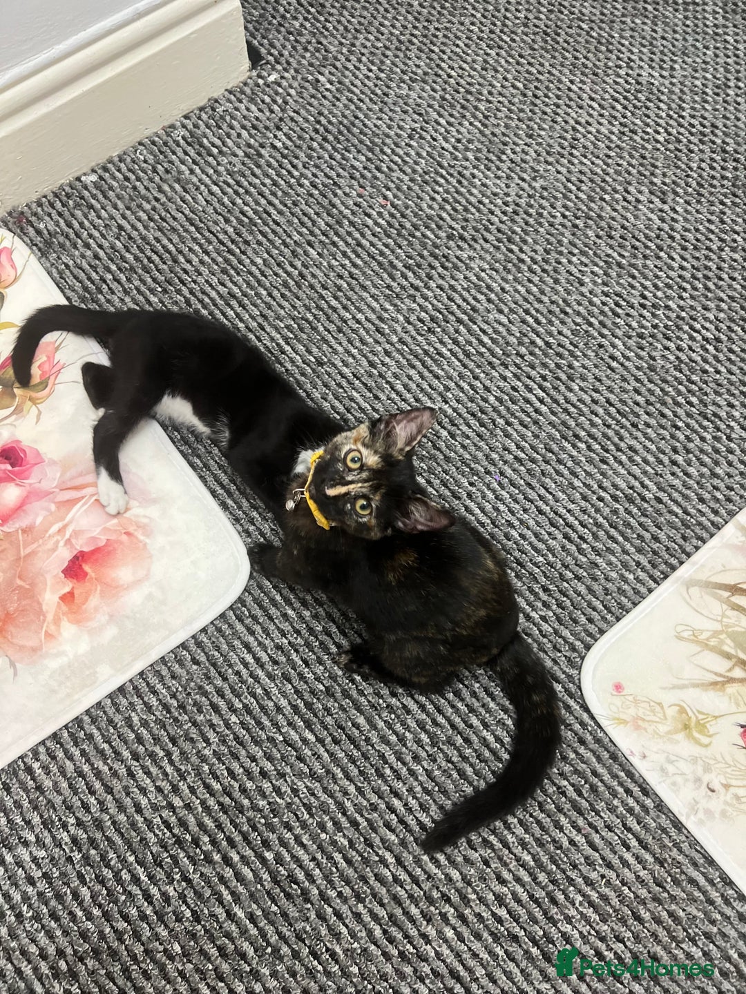 LaPerm cats for sale: Free Black Ginger kitten - Image 4