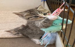 Exotic cats for sale: Exotic x kittens - Image 15