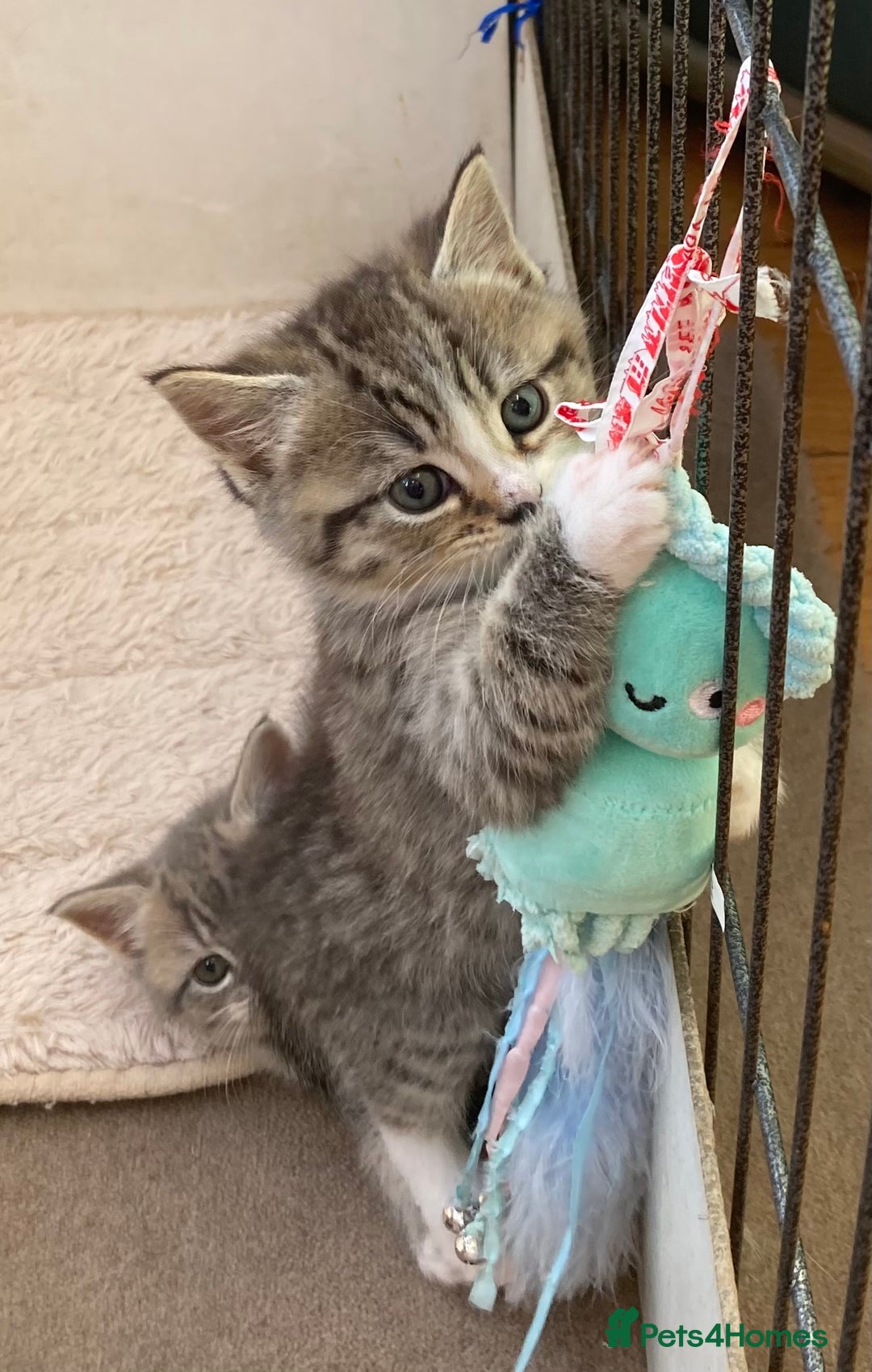 Exotic cats for sale: Exotic x kittens - Image 15
