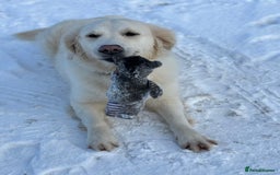 Golden Retriever dogs for sale: Gorgeous Golden Retriever Puppies - Image 16