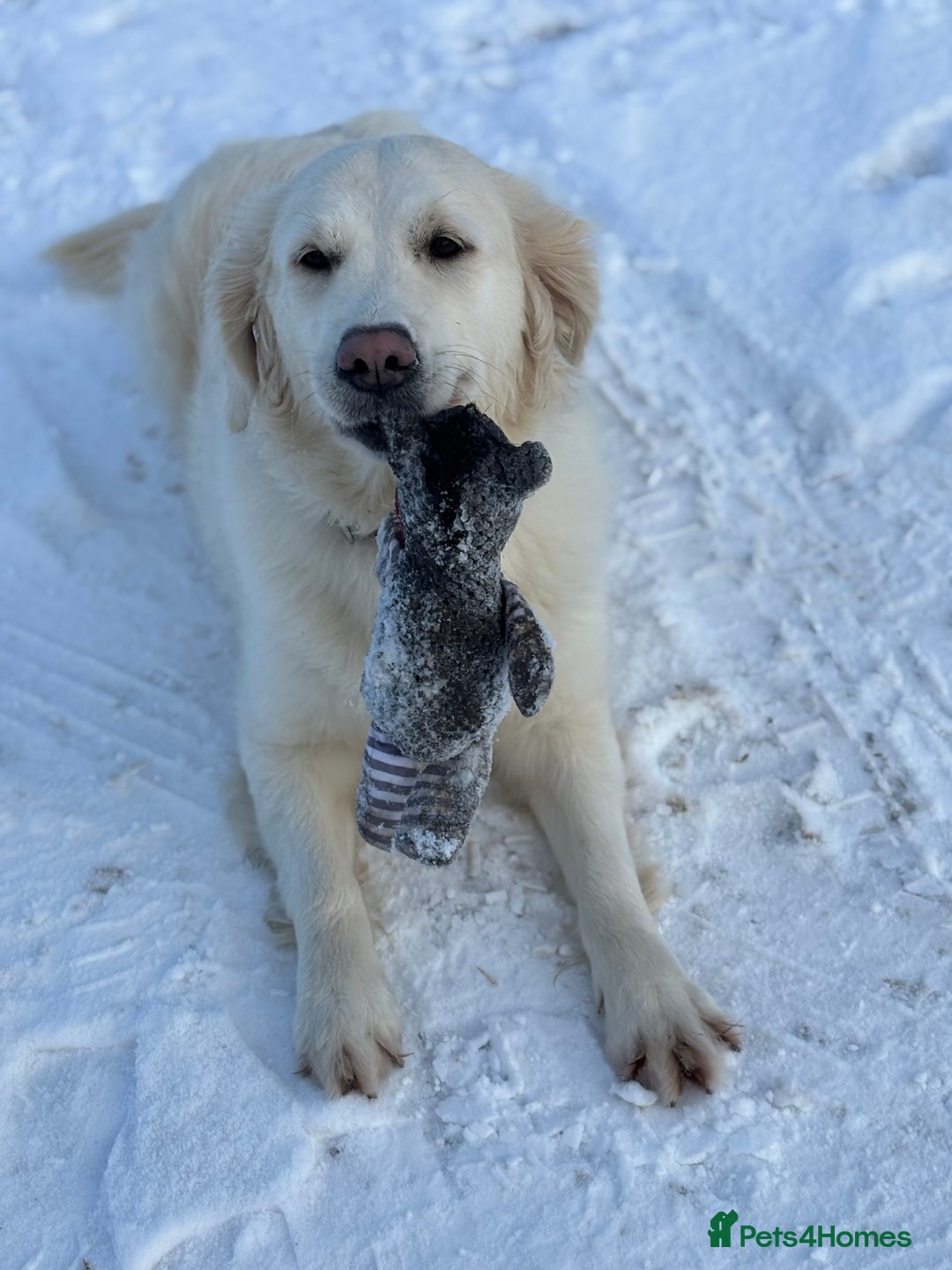 Golden Retriever dogs for sale: Gorgeous Golden Retriever Puppies - Image 16