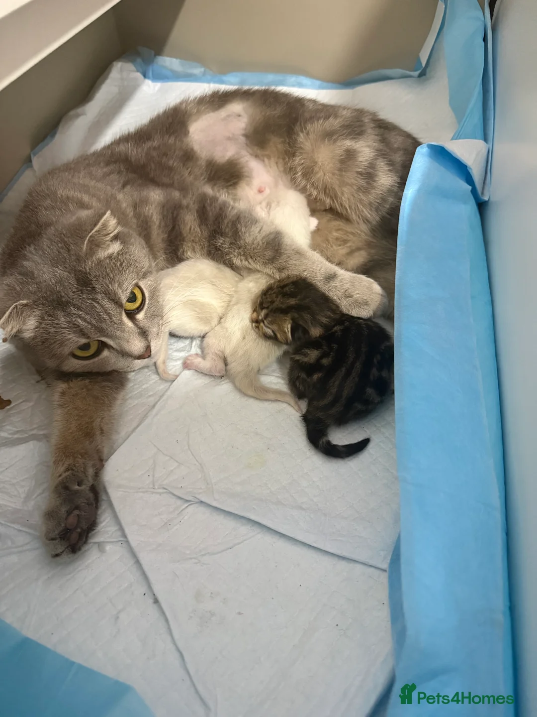 Scottish Fold cats for sale: 3 pure breed Scottish fold kittens in Thornton Heath - Advert 2
