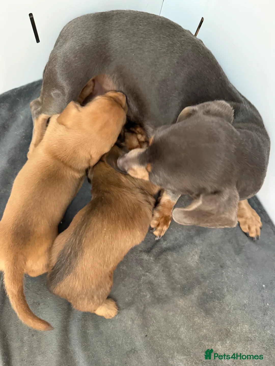 Miniature Dachshund dogs for sale: Miniature Dachshund boys looking for their home ❤️ - Advert 11