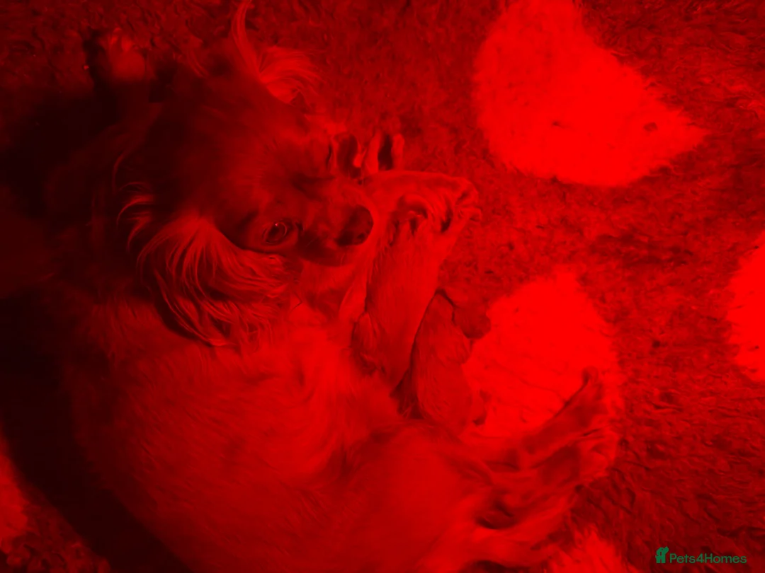 Cavapoo dogs for sale: F1 Heath Tested Teddy Faced Cavapoo Darlings  - Advert 8