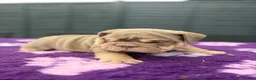English Bulldog dogs for sale: *** TOP QUALITY ENGLISH BULLDOG PUPPIES *** in Stevenage - Advert 25