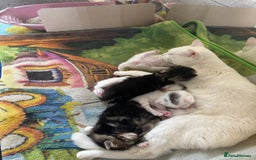 Turkish Van cats for sale: Tabby kittens - Image 3