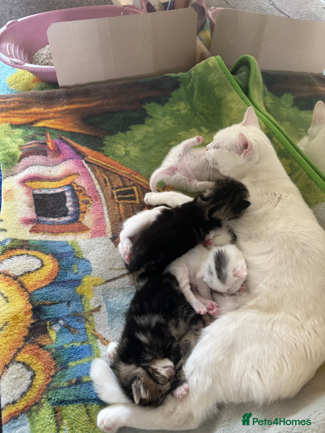 Turkish Van cats for sale: Tabby kittens - Image 3