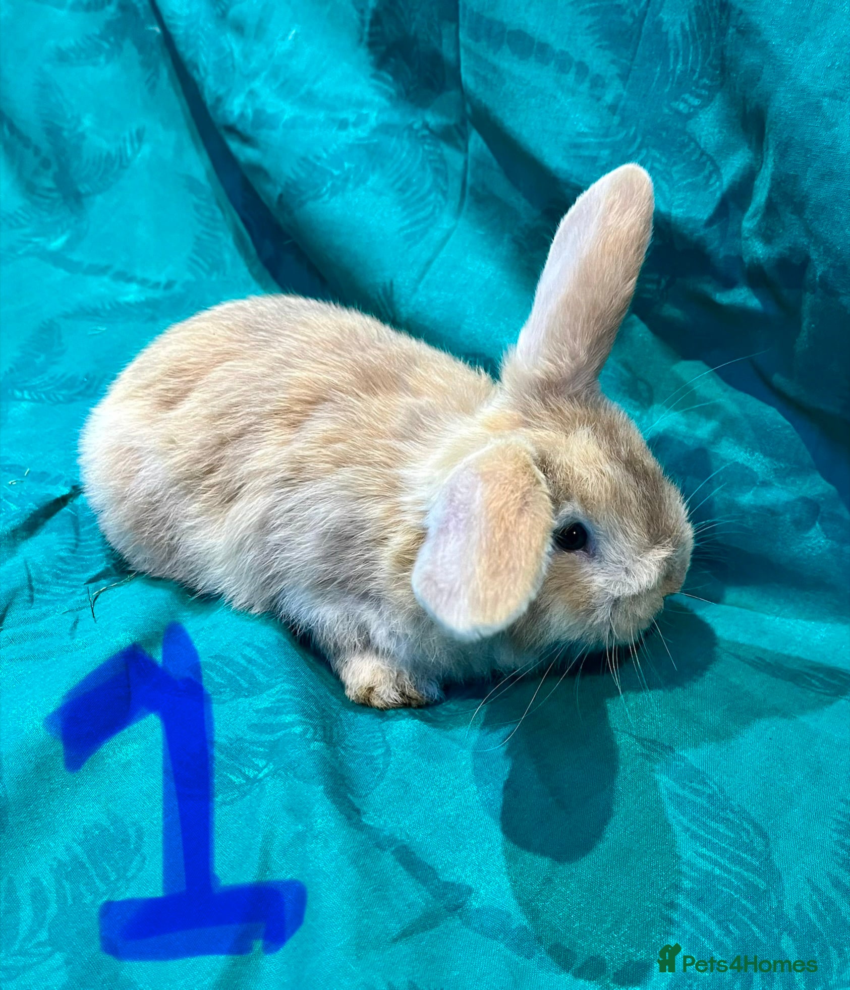 Mini Lop rabbits Baby Mini Lop Bunnies  - Advert 2