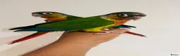 Conures birds for sale: Conure for sale - hand reared babies  in Milton Keynes - Advert 11