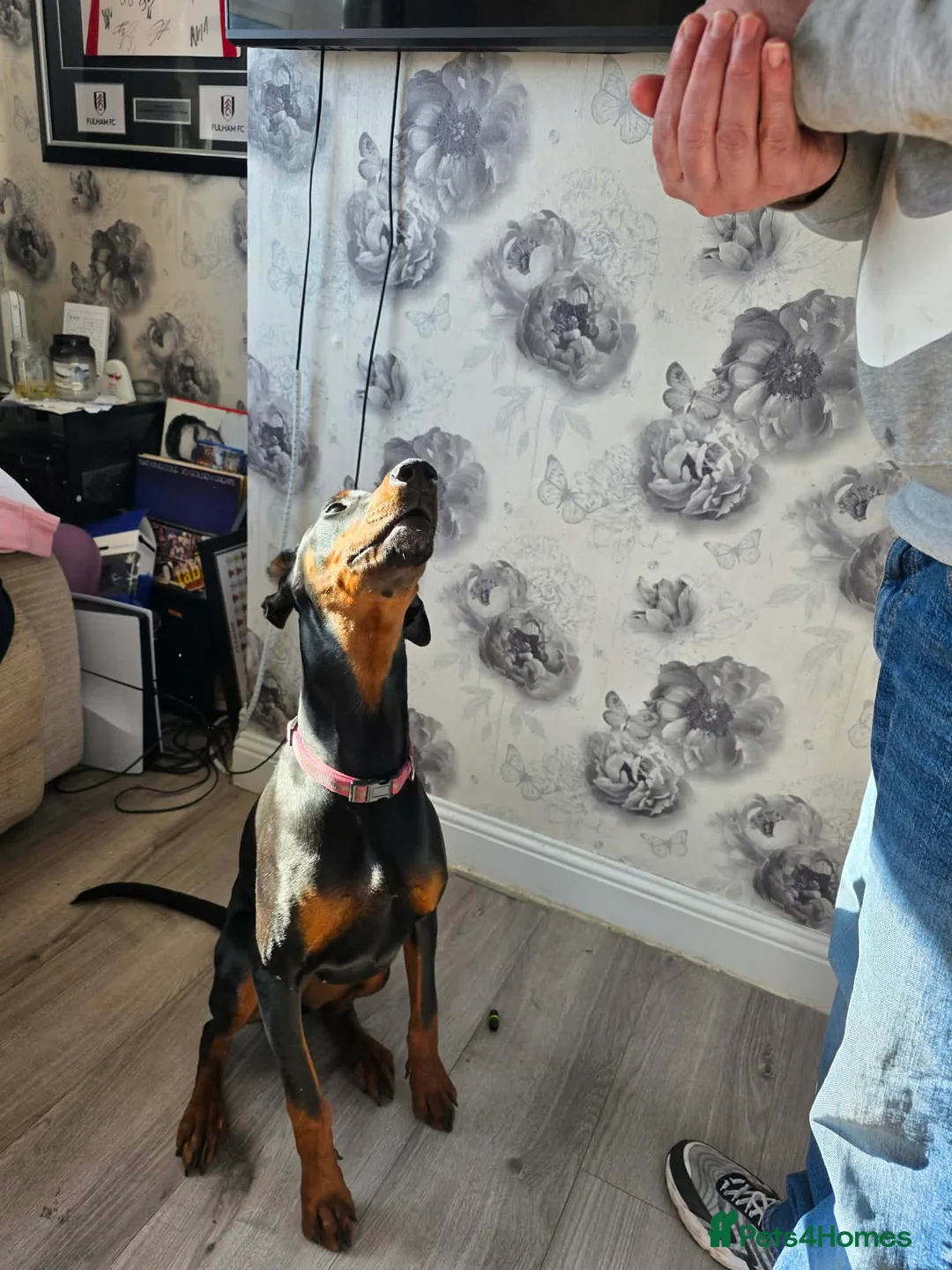 Dobermann dogs for sale: Doberman bitch in Walsall - Advert 4