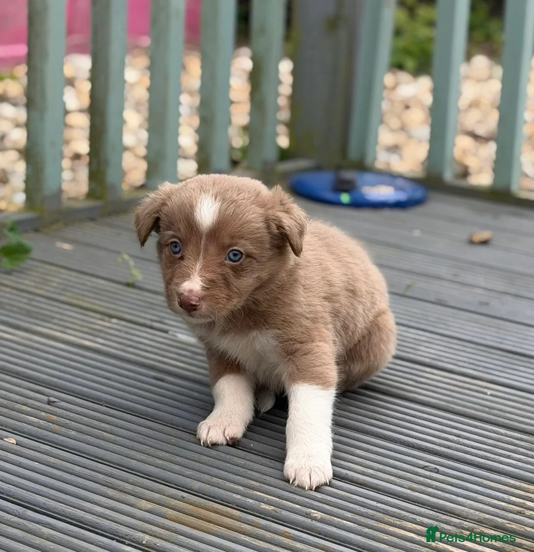 Border Collie dogs for sale: Border collie puppies - Advert 28