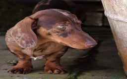 Miniature Dachshund dogs for stud: Carries cream+Blue+**** ultrasound+Ov in Heathfield - Image 8