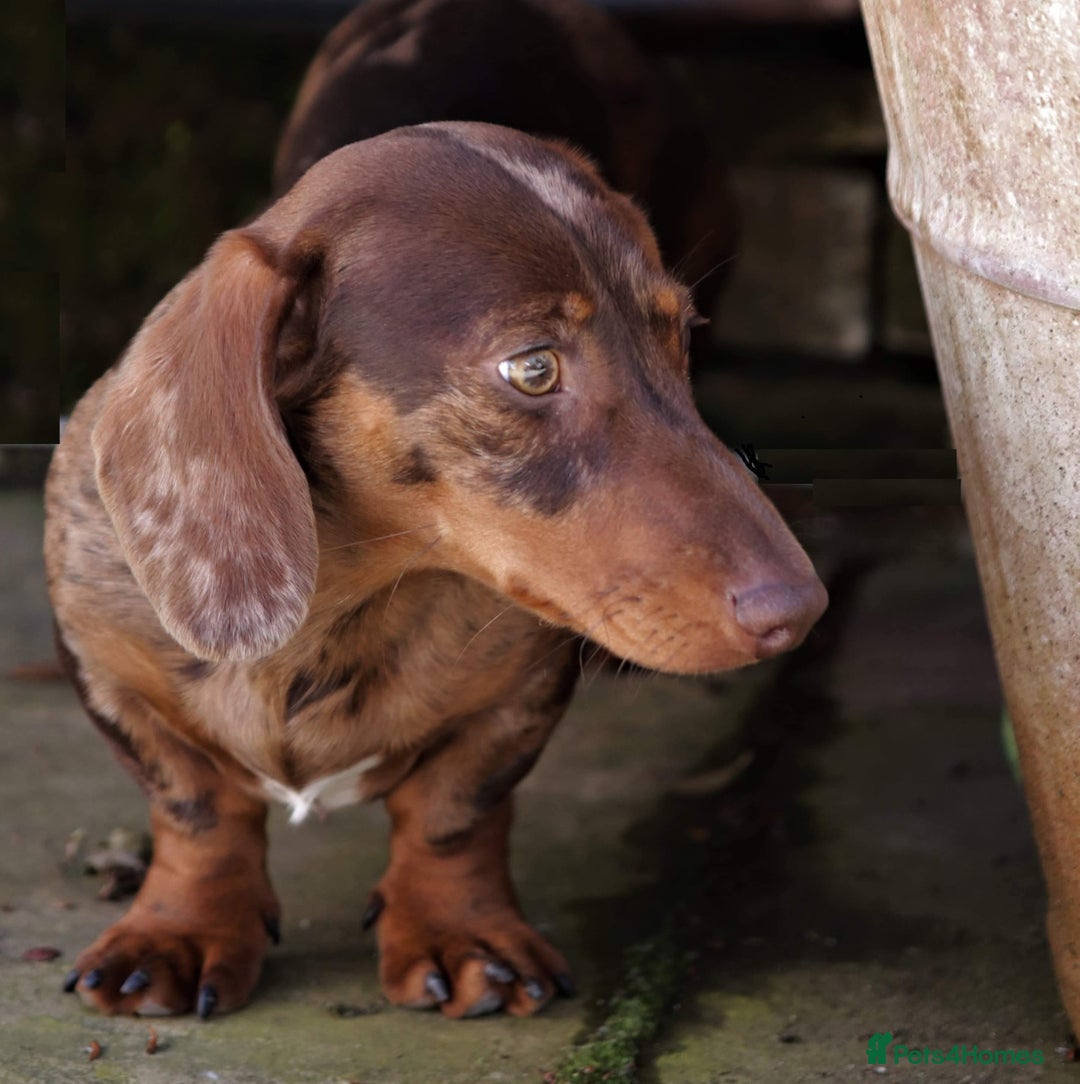 Miniature Dachshund dogs for stud: Carries cream+Blue+**** ultrasound+Ov in Heathfield - Image 8