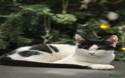 British Shorthair cats for sale: British Shorthair Kittens – Black & White & Beige - Image 23