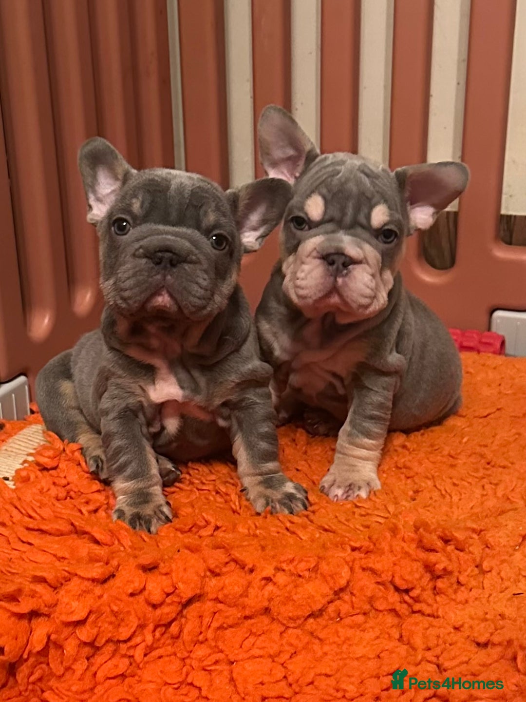 French Bulldog dogs for stud: Visual Big 🧶 Fluffy Stud in Abertillery - Image 22