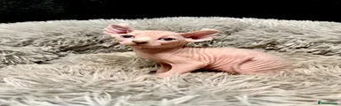 Sphynx Kitten 5 - Cream Bicolour Elf Male