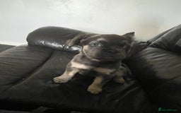 French Bulldog dogs for sale: Fluffy french bulldogs  - Image 2