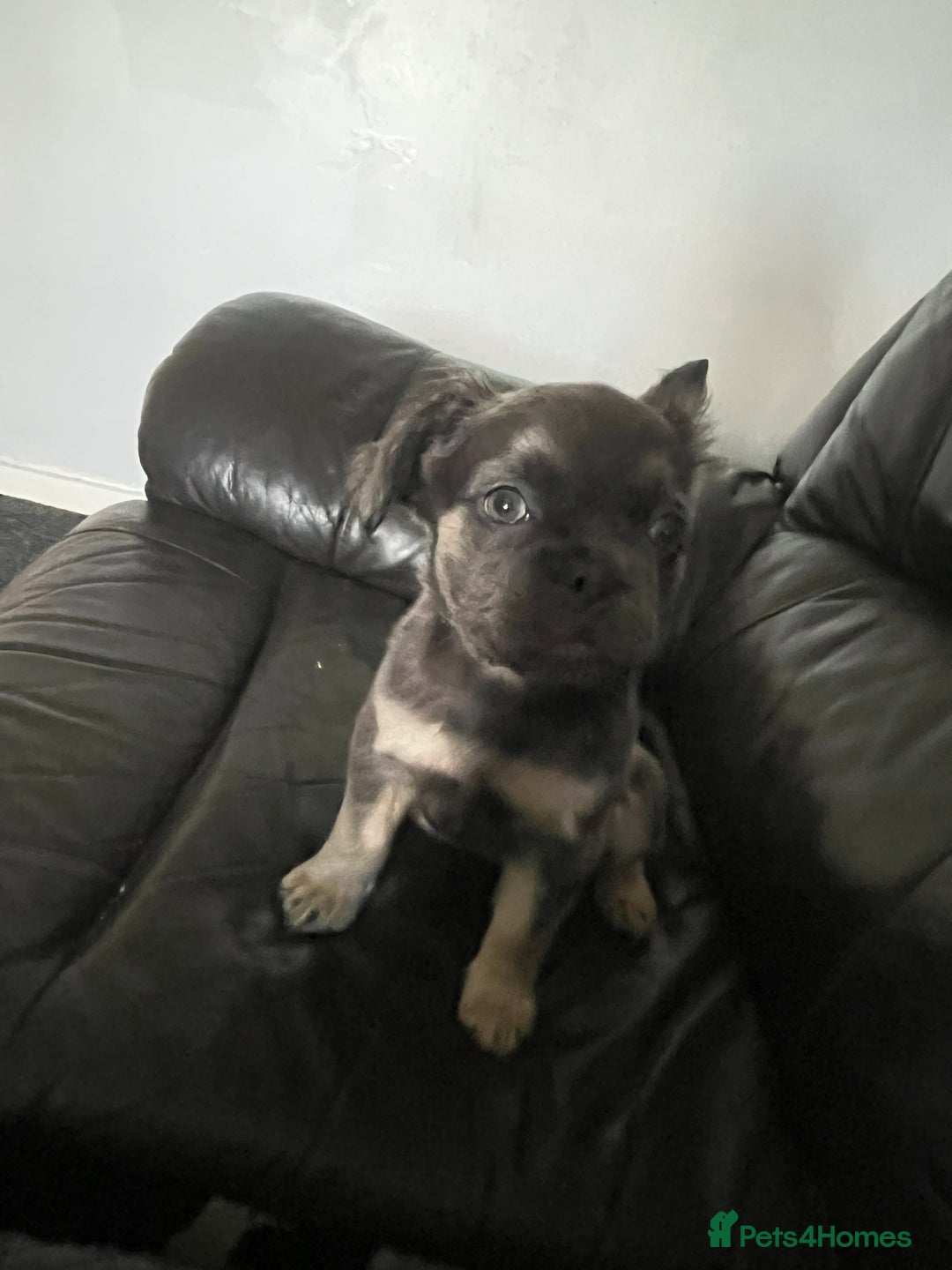 French Bulldog dogs for sale: Fluffy french bulldogs  - Image 2