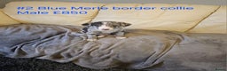 Border Collie dogs for sale: Blue merle&black&white puppies for sale  - Advert 4
