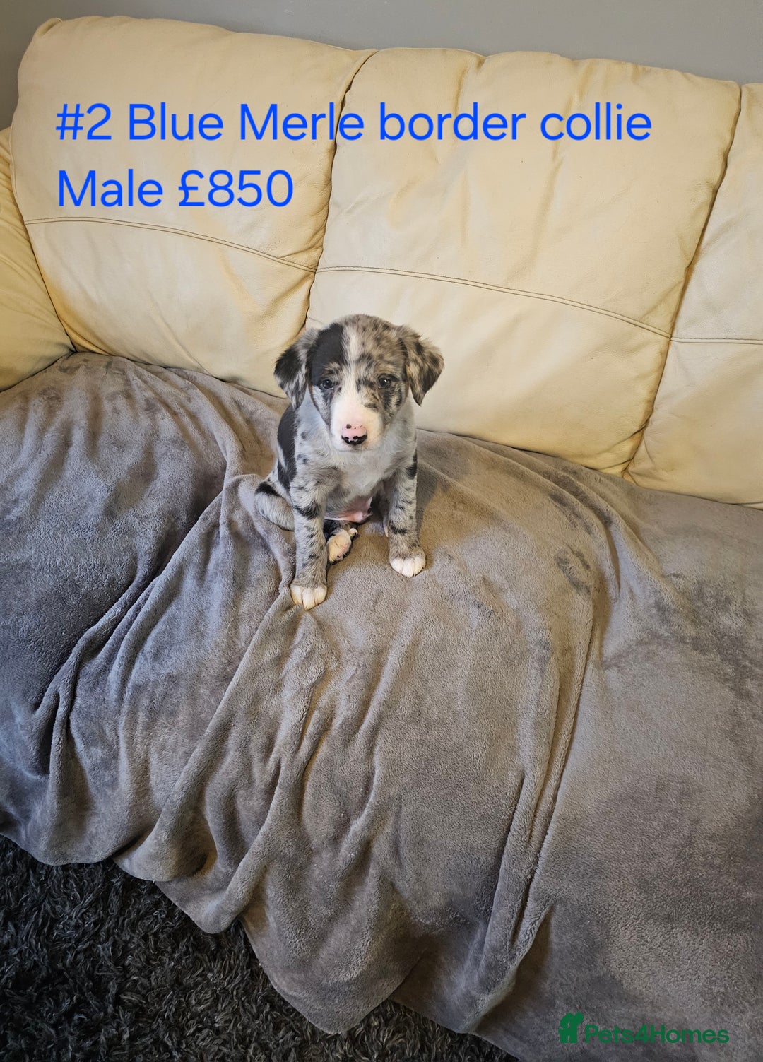 Border Collie dogs for sale: Blue merle&black&white puppies for sale  - Advert 4