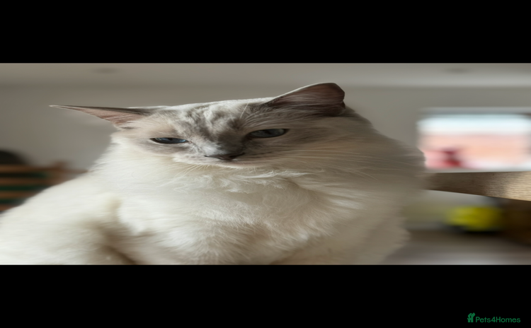 Ragdoll cats - Advert 14