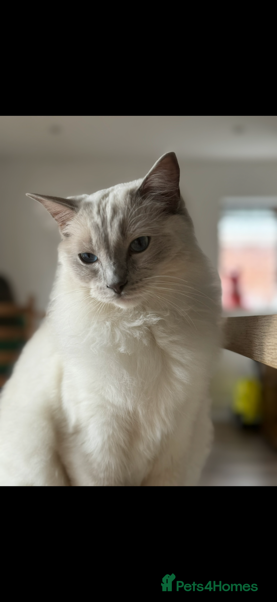 Ragdoll cats for sale: Gorgeous lilac Ragdoll male  - Image 1