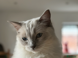 Ragdoll cats - Advert 21