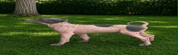 Mixed Breed dogs for sale: American Hairless Terrier Puppies  - Advert 3