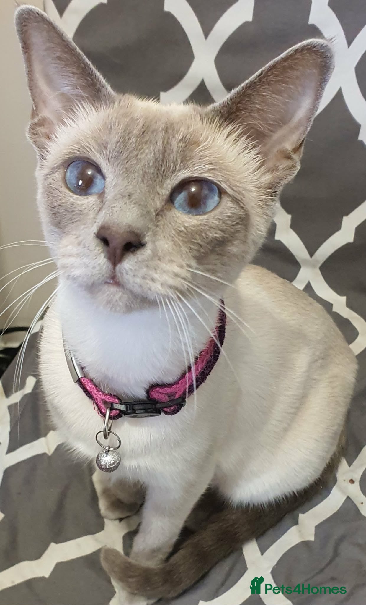 Siamese cats Stunning siamese kittens girls and boys ready - Advert 4