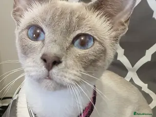 Siamese cats Stunning siamese kittens girls and boys ready - Advert 4