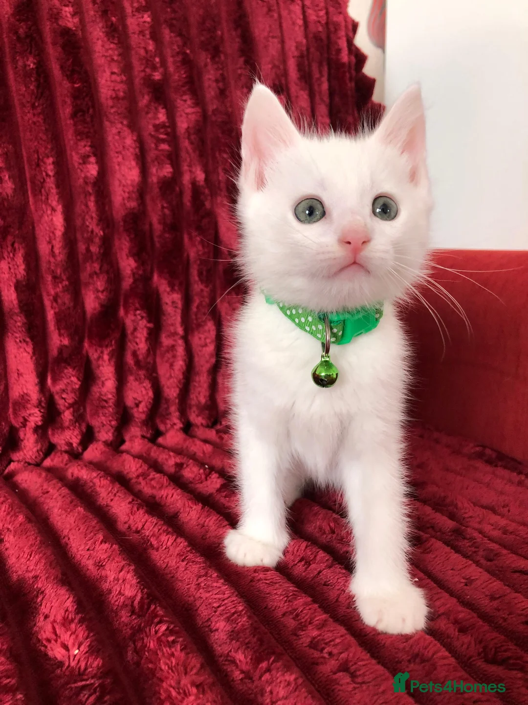 Mixed Breed cats for sale: Black / Brown And White Kittens - Advert 2