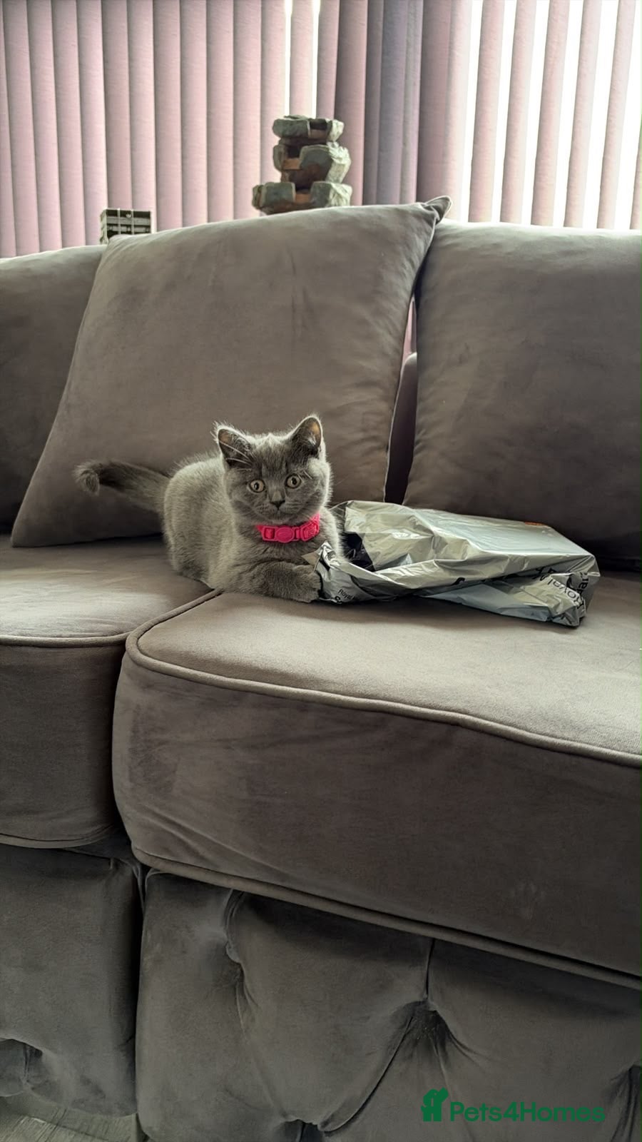 British Shorthair cats british short hair female - Advert 1