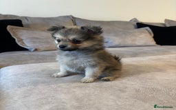 Pomeranian dogs for sale: Adorable Pomeranian Puppies - Image 4