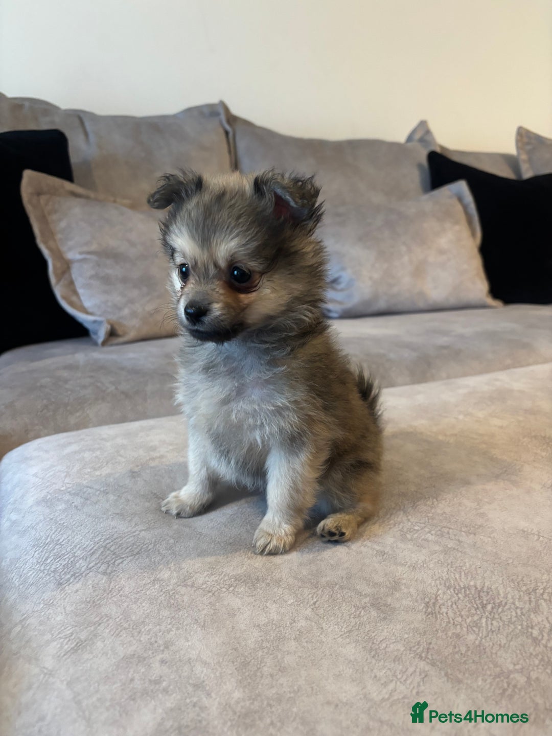 Pomeranian dogs for sale: Adorable Pomeranian Puppies - Image 4
