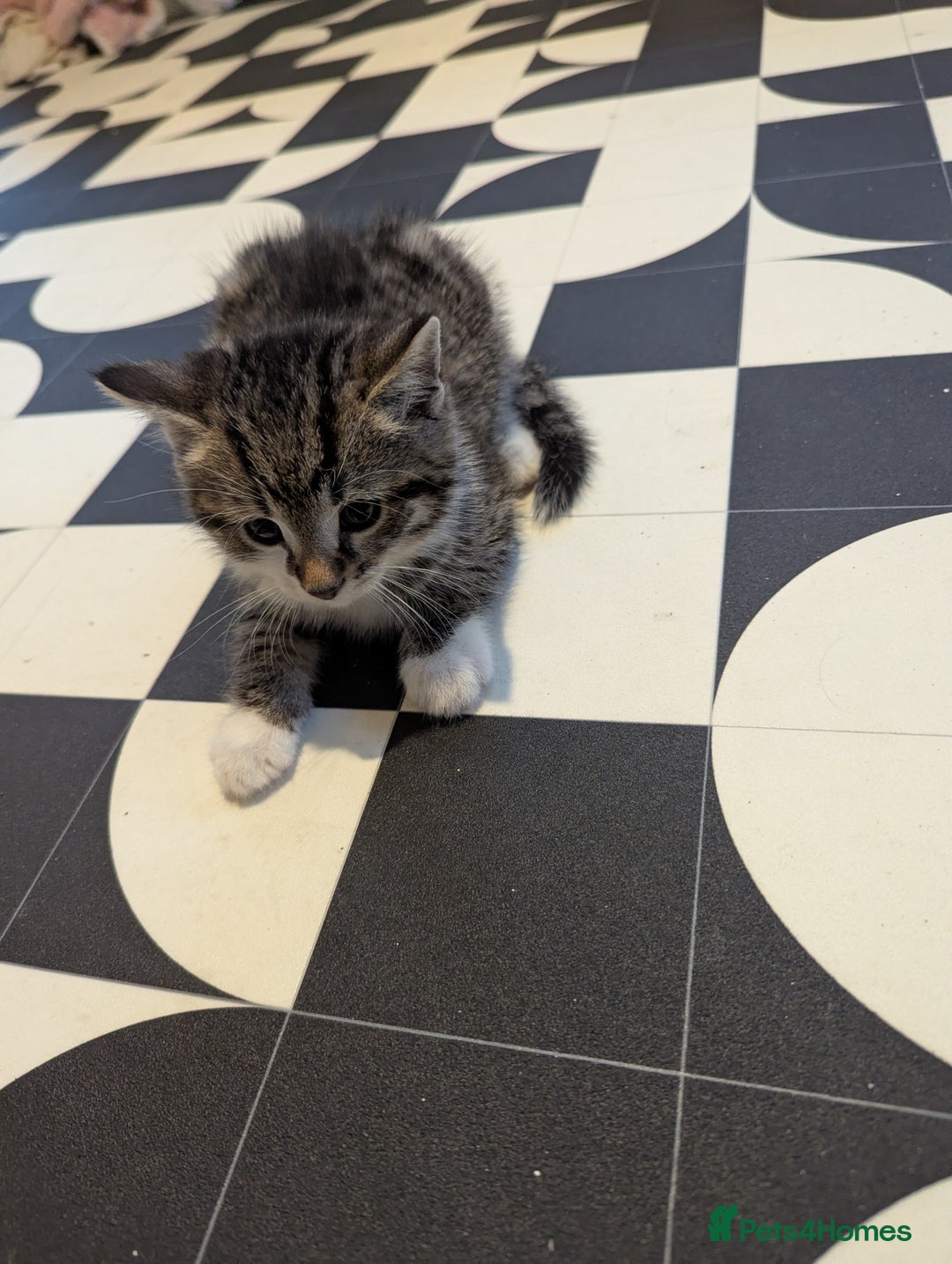 Mixed Breed cats for sale: Male kitten - Advert 5