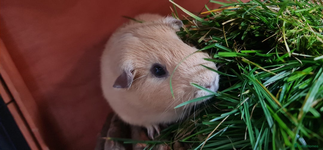 Guinea Pig rodents for sale: Two Guinea pigs with large double hutch and run - Image 10