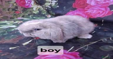 Mini Lop rabbits - Advert 9