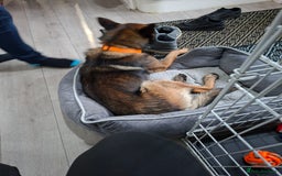 Belgian Shepherd Dog dogs for sale: Male  - Advert 4