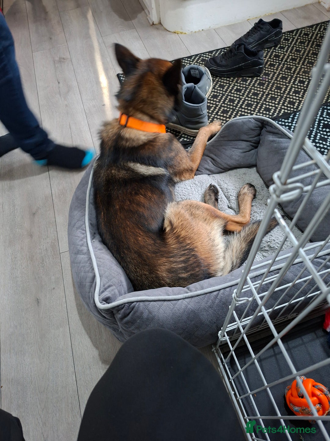 Belgian Shepherd Dog dogs for sale: Male  - Advert 4