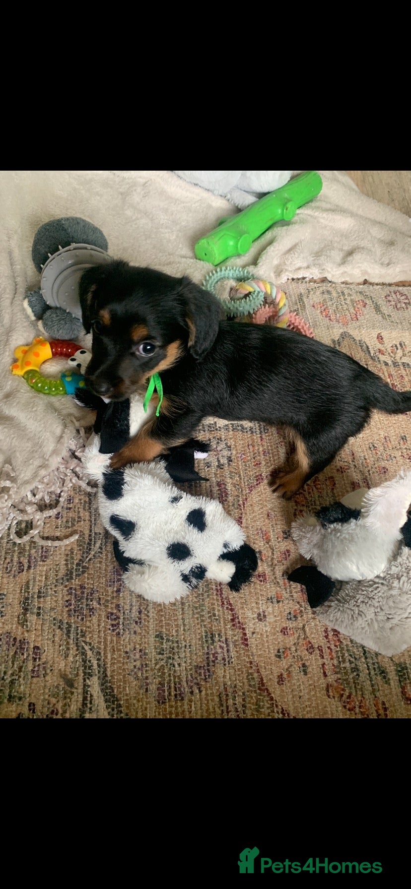 Mixed Breed dogs Yorkshire terrier x LAST BOY  - Advert 17