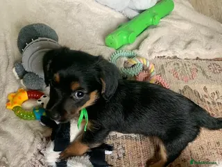 Mixed Breed dogs Yorkshire terrier x LAST BOY - Advert 17