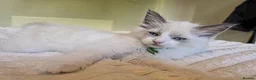 Ragdoll cats for sale: Gorgeous Blue-Eyed Ragdoll Kitten 😸  - Advert 2