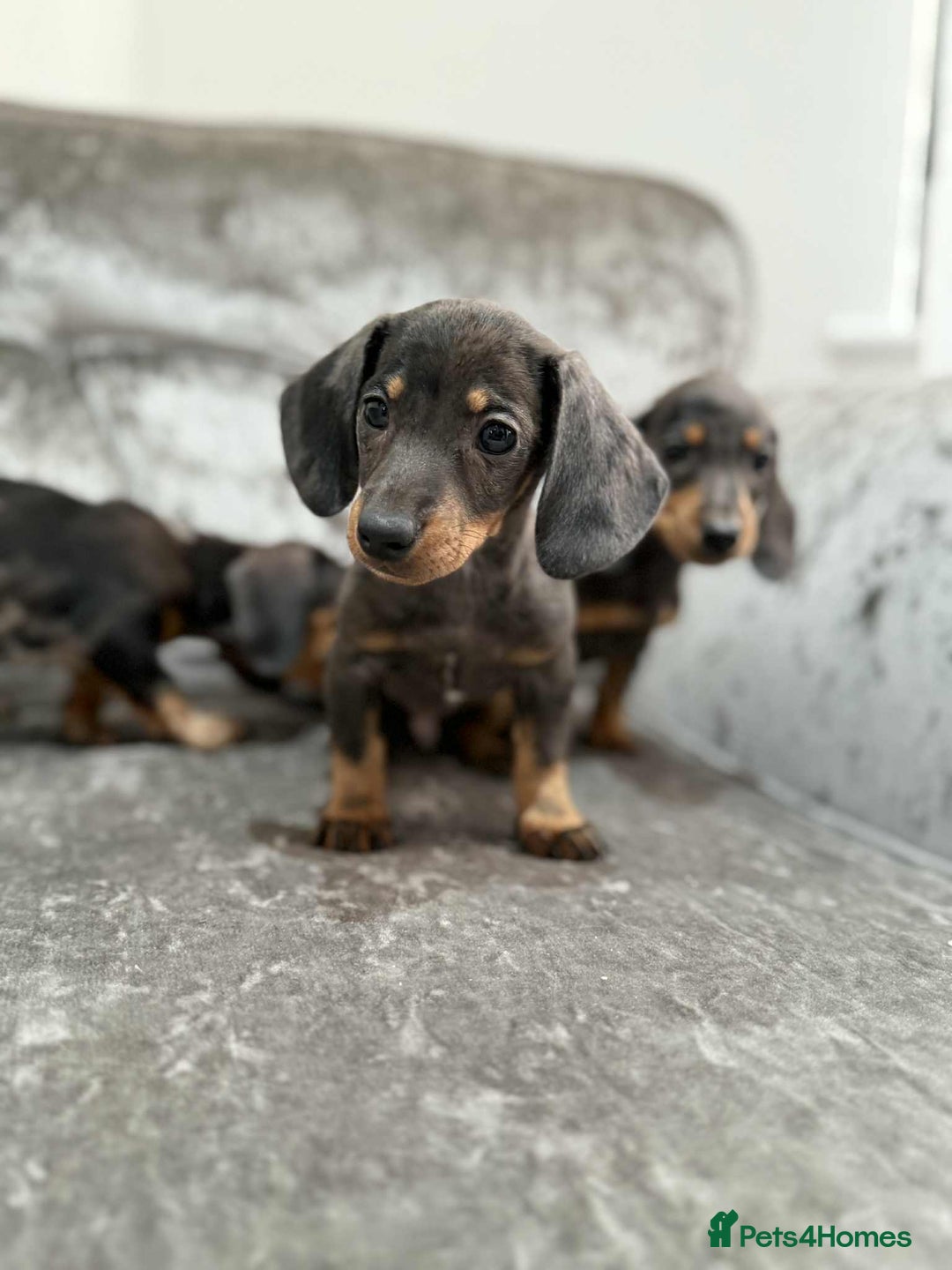 Dachshund dogs for sale: Miniature Dachshunds - Advert 4