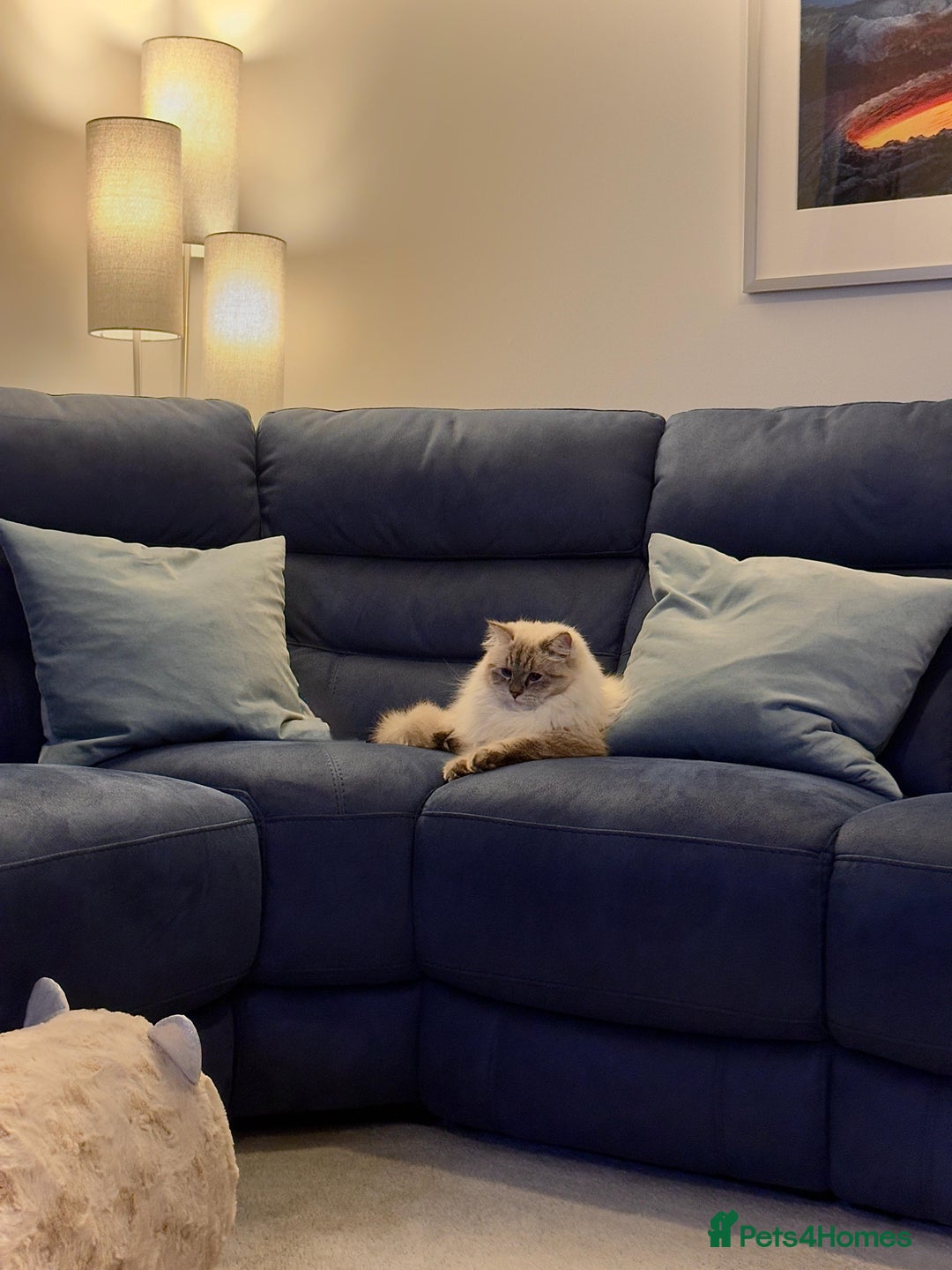 Siberian cats for sale: GCCF Registered Siberian Neva Masquerade Kittens - Image 5