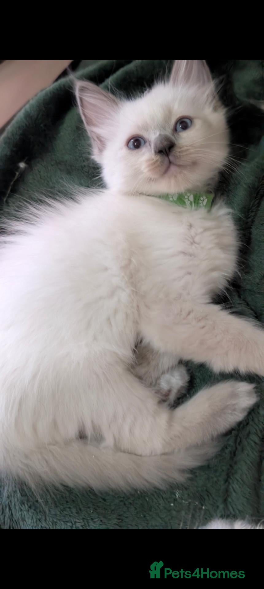 Ragdoll cats 2 boys still avilable green and Grey  - Advert 11