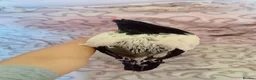 Chickens poultry for sale: Alll gone  - Advert 7
